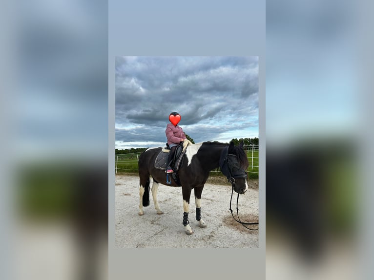 American Paint Horse Wałach 9 lat 156 cm Tobiano wszelkich maści in Zockau