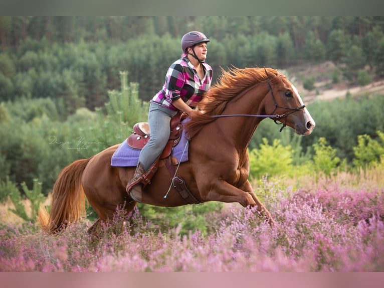 American Paint Horse Wałach 9 lat 158 cm Overo wszelkich maści in Niederstetten