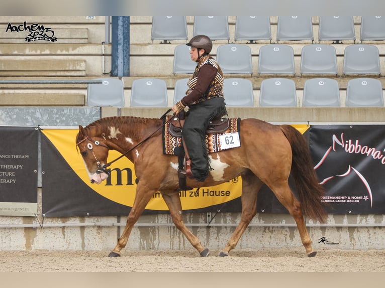 American Paint Horse Mix Wałach 9 lat 164 cm Overo wszelkich maści in Aachen