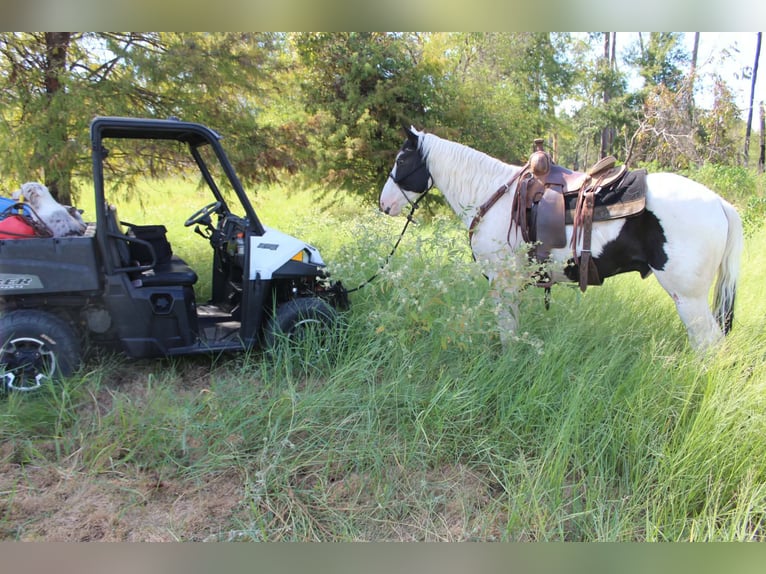 American Paint Horse Wałach 9 lat Tovero wszelkich maści in Jasper
