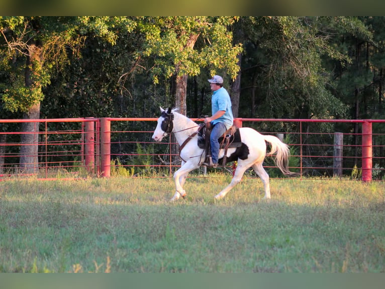 American Paint Horse Wałach 9 lat Tovero wszelkich maści in Jasper