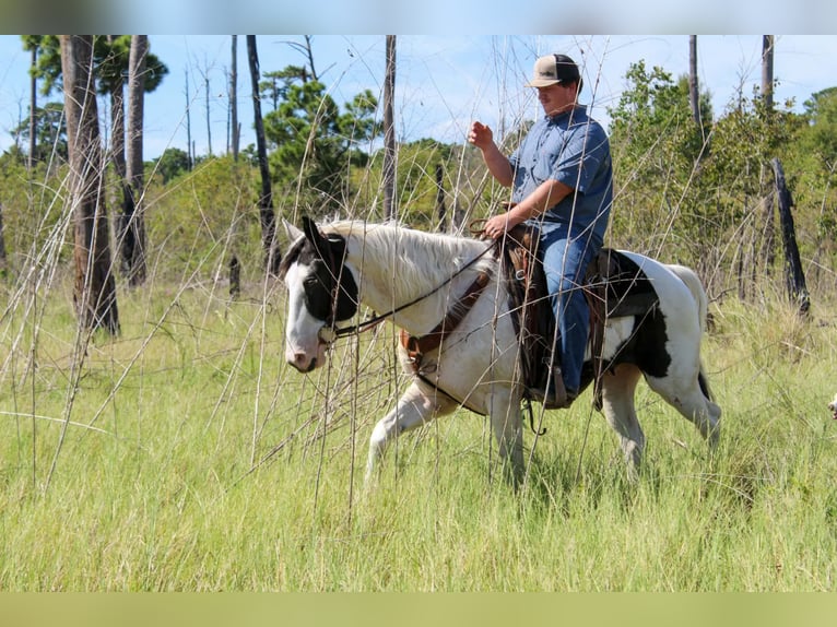 American Paint Horse Wałach 9 lat Tovero wszelkich maści in Jasper