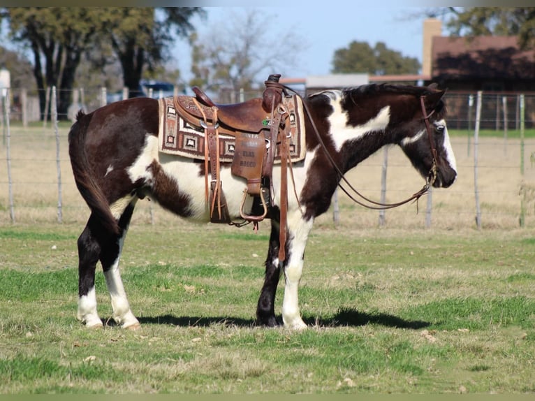 American Paint Horse Wallach 10 Jahre 137 cm Overo-alle-Farben in Stephenville Tx