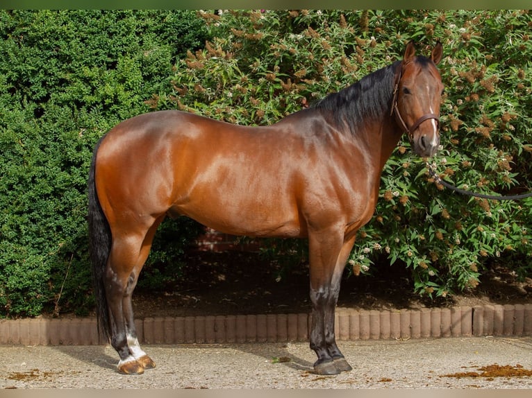 American Paint Horse Wallach 10 Jahre 140 cm Brauner in Escharen