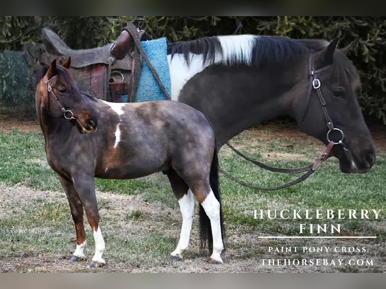 American Paint Horse Mix Wallach 10 Jahre 142 cm Brauner in Kennett Square, PA