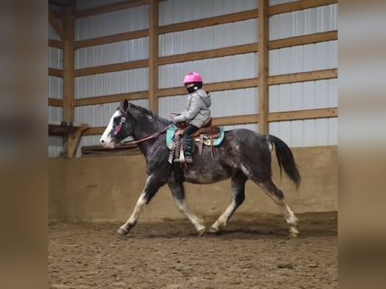 American Paint Horse Wallach 10 Jahre 145 cm Roan-Blue in Howell