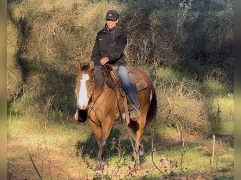 American Paint Horse Wallach 10 Jahre 147 cm Falbe in Dennis