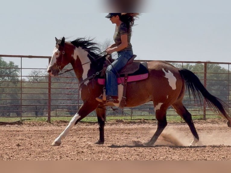American Paint Horse Wallach 10 Jahre 147 cm Rotbrauner in Weatherford