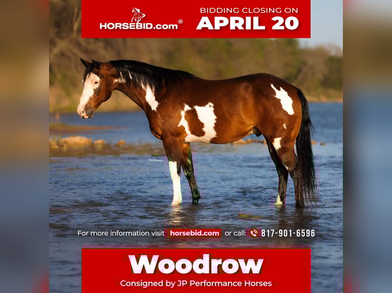 American Paint Horse Wallach 10 Jahre 147 cm Rotbrauner in Weatherford