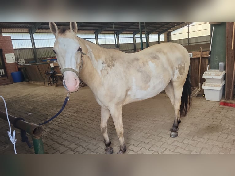 American Paint Horse Mix Wallach 10 Jahre 148 cm Buckskin in Lathen