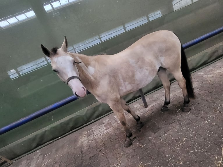 American Paint Horse Mix Wallach 10 Jahre 148 cm Buckskin in Lathen