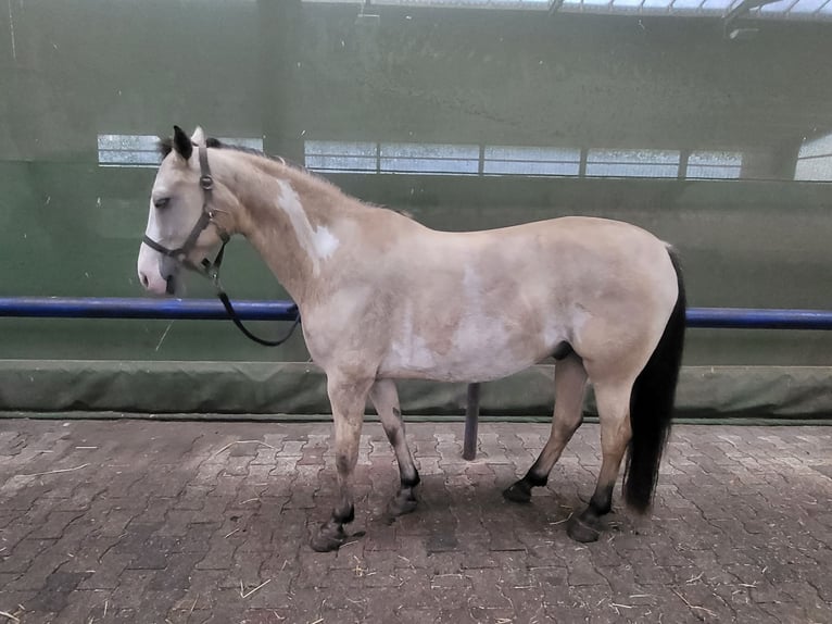 American Paint Horse Mix Wallach 10 Jahre 148 cm Buckskin in Lathen