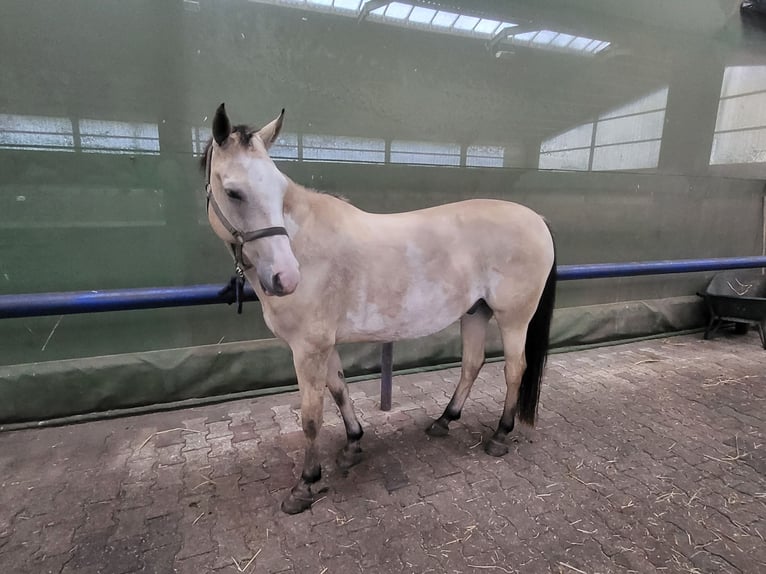 American Paint Horse Mix Wallach 10 Jahre 148 cm Buckskin in Lathen