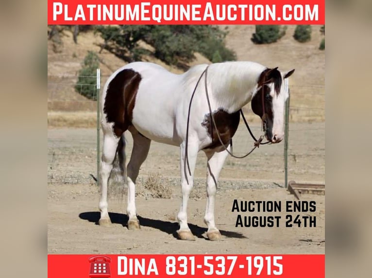 American Paint Horse Wallach 10 Jahre 150 cm Tobiano-alle-Farben in Paicines CA