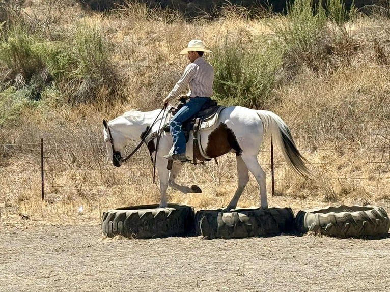American Paint Horse Wallach 10 Jahre 150 cm Tobiano-alle-Farben in Paicines CA
