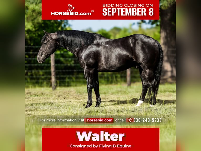 American Paint Horse Wallach 10 Jahre 152 cm Rappe in Lufkin, TX