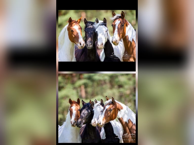 American Paint Horse Wallach 10 Jahre 152 cm Tobiano-alle-Farben in Eschau