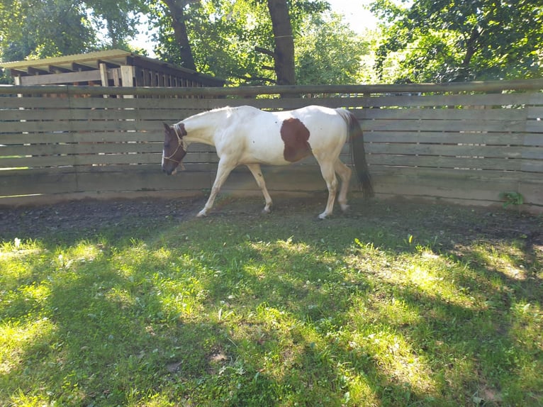 American Paint Horse Wallach 10 Jahre 152 cm Tobiano-alle-Farben in Eschau