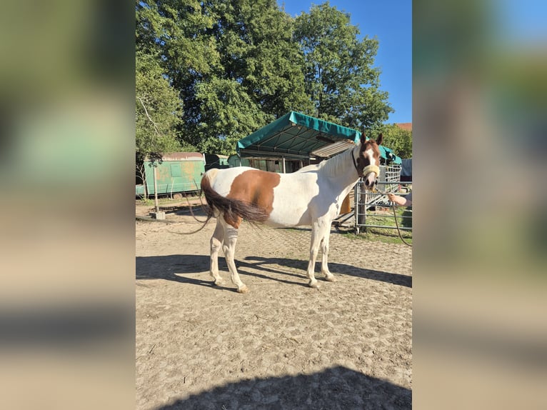 American Paint Horse Wallach 10 Jahre 152 cm Tobiano-alle-Farben in Eschau