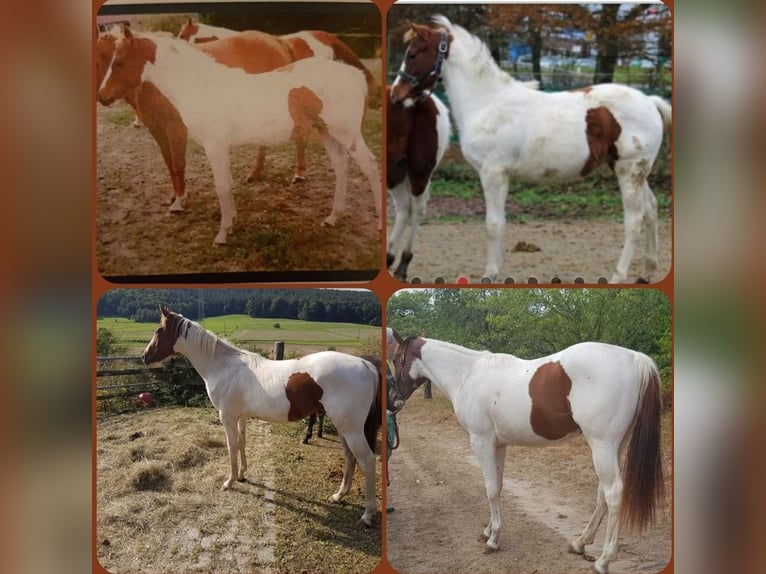 American Paint Horse Wallach 10 Jahre 152 cm Tobiano-alle-Farben in Eschau