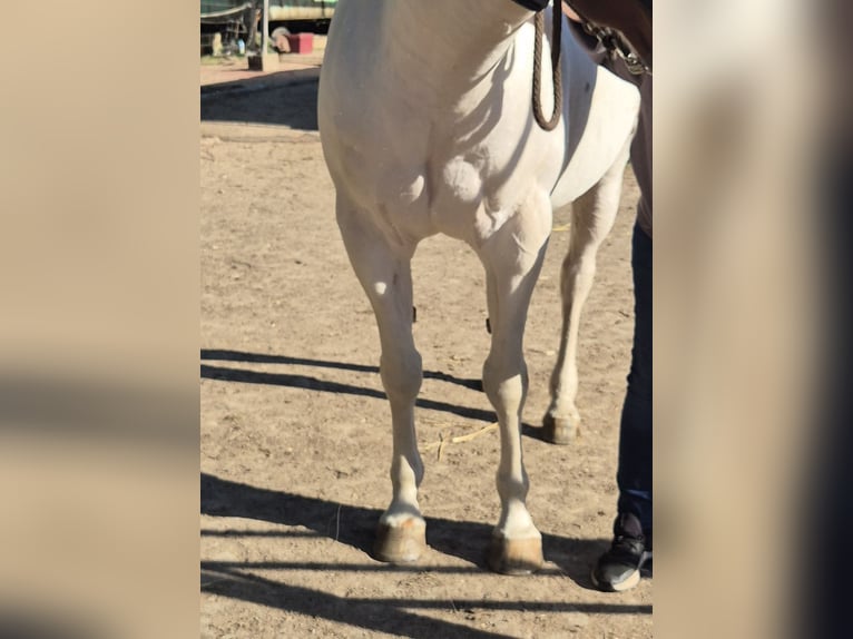 American Paint Horse Wallach 10 Jahre 152 cm Tobiano-alle-Farben in Eschau