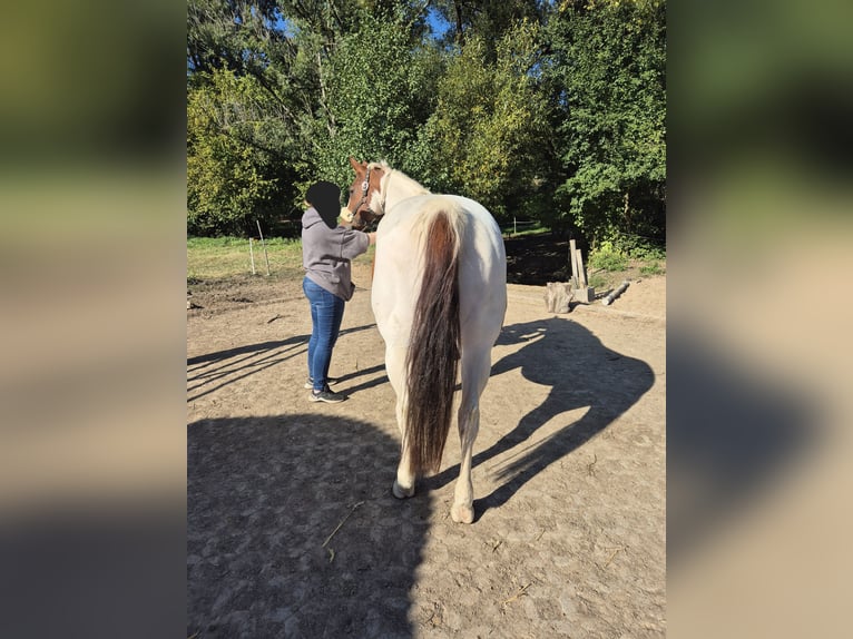 American Paint Horse Wallach 10 Jahre 152 cm Tobiano-alle-Farben in Eschau