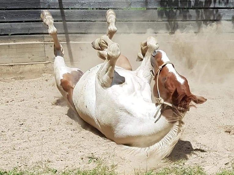 American Paint Horse Wallach 10 Jahre 152 cm Tobiano-alle-Farben in Eschau