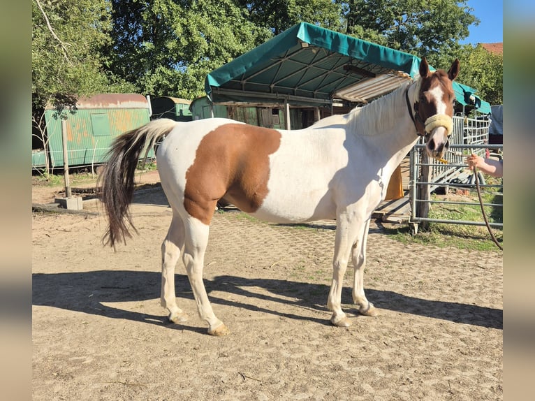 American Paint Horse Wallach 10 Jahre 152 cm Tobiano-alle-Farben in Eschau