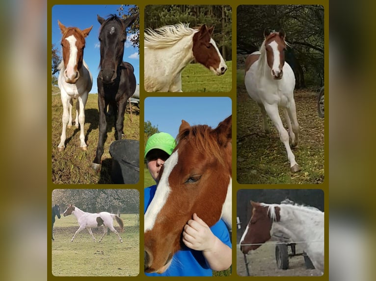 American Paint Horse Wallach 10 Jahre 152 cm Tobiano-alle-Farben in Eschau