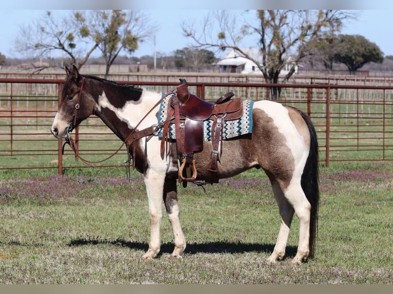 American Paint Horse Wallach 10 Jahre 155 cm Tobiano-alle-Farben in Lipan TX