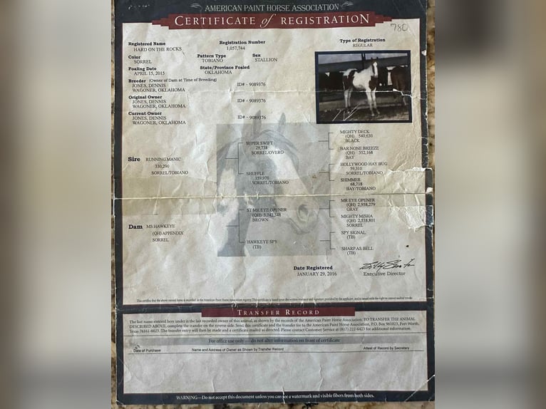 American Paint Horse Wallach 10 Jahre 155 cm Tobiano-alle-Farben in Nogales AZ