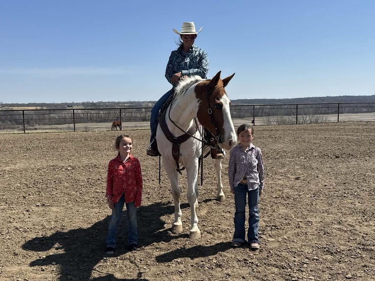 American Paint Horse Wallach 10 Jahre 157 cm Tobiano-alle-Farben in Princeton