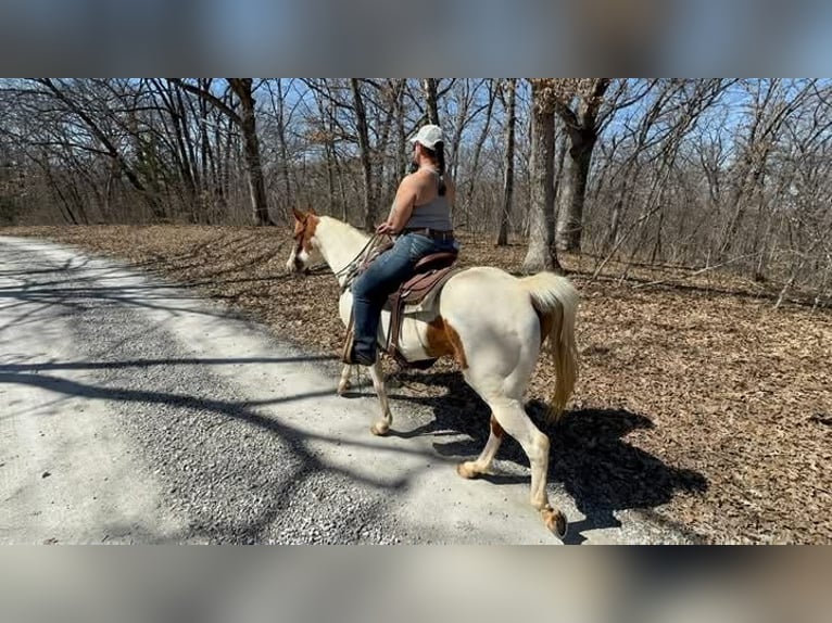 American Paint Horse Wallach 10 Jahre 157 cm Tobiano-alle-Farben in Princeton
