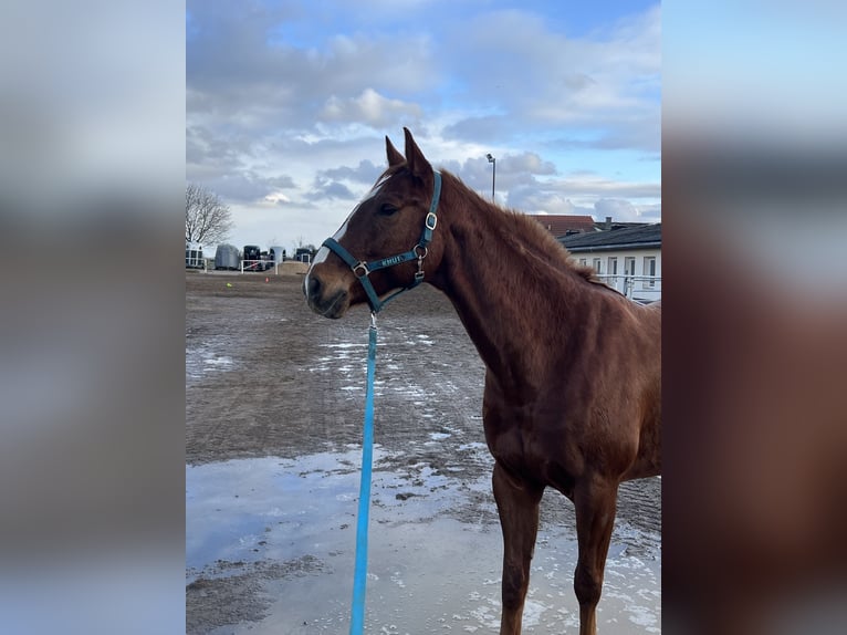 American Paint Horse Wallach 10 Jahre 160 cm Fuchs in Rippach