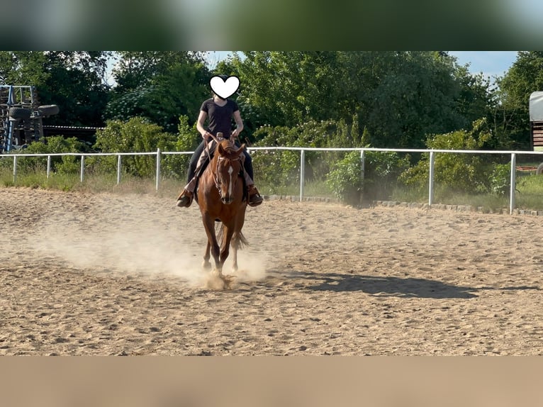 American Paint Horse Wallach 10 Jahre 160 cm Fuchs in Rippach