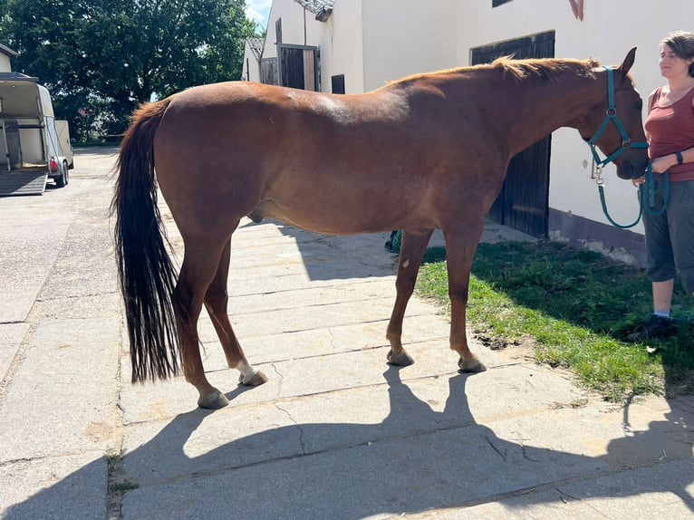 American Paint Horse Wallach 10 Jahre 160 cm Fuchs in Rippach