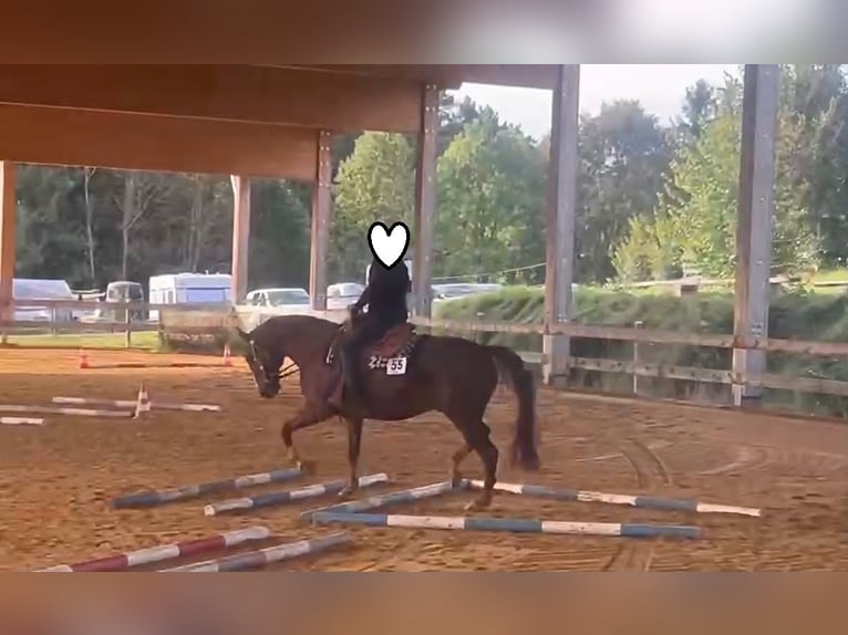 American Paint Horse Wallach 10 Jahre 160 cm Fuchs in Rippach