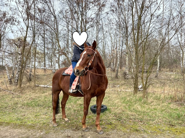 American Paint Horse Wallach 10 Jahre 160 cm Fuchs in Rippach