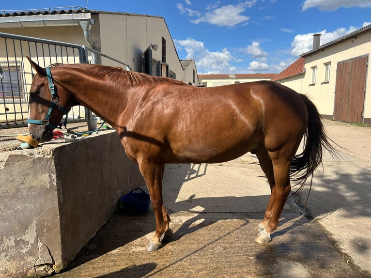 American Paint Horse Wallach 10 Jahre 160 cm Fuchs in Rippach