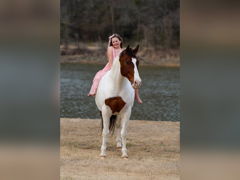 American Paint Horse Mix Wallach 10 Jahre 160 cm Schecke in Forney