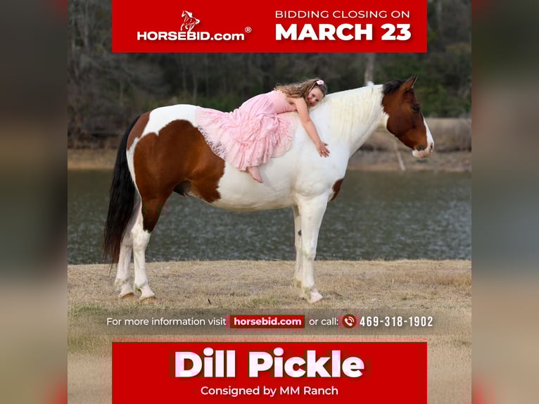 American Paint Horse Mix Wallach 10 Jahre 160 cm Schecke in Forney