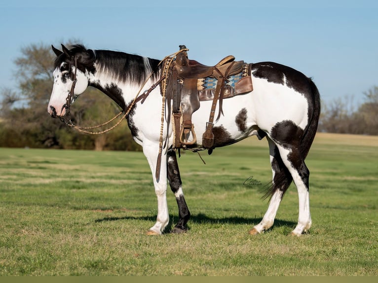 American Paint Horse Wallach 10 Jahre 160 cm Schecke in Fort Worth