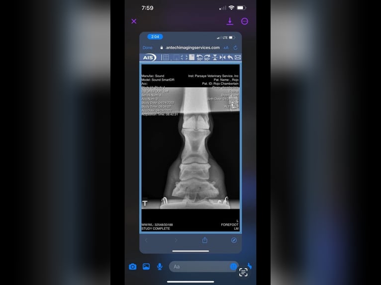 American Paint Horse Wallach 10 Jahre 163 cm Buckskin in Fort Collins CO