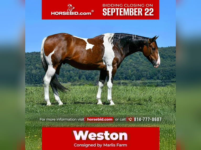 American Paint Horse Wallach 10 Jahre 163 cm Schecke in Rebersburg