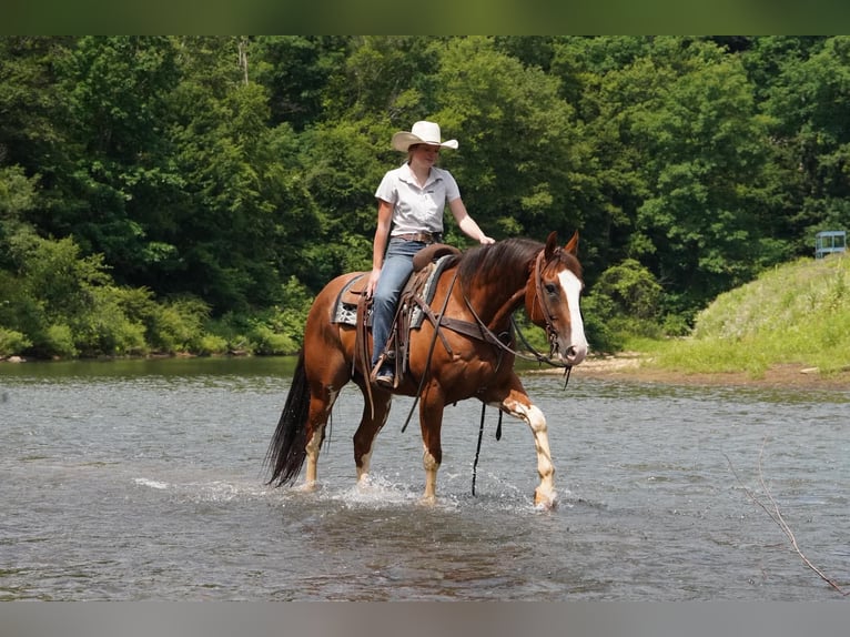 American Paint Horse Wallach 10 Jahre Schecke in Clarion