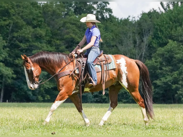 American Paint Horse Wallach 10 Jahre Schecke in Clarion
