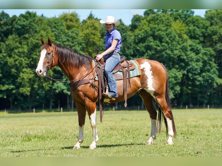 American Paint Horse Wallach 10 Jahre Schecke in Clarion
