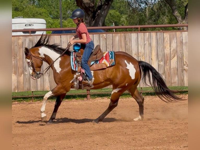 American Paint Horse Wallach 10 Jahre Schecke in Weatherford