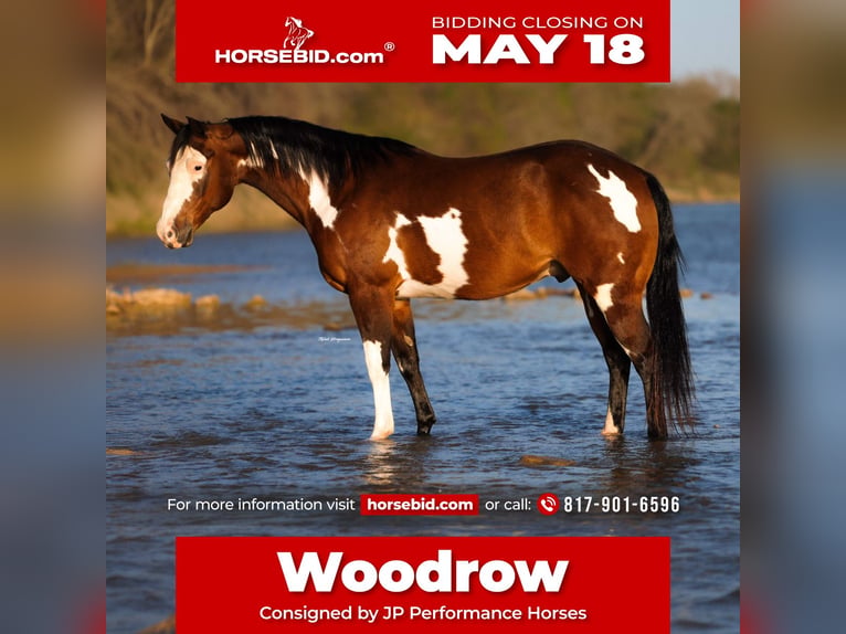 American Paint Horse Wallach 10 Jahre Schecke in Weatherford