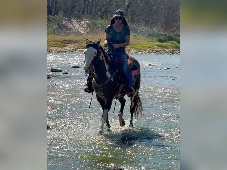 American Paint Horse Wallach 10 Jahre Schecke in Weatherford